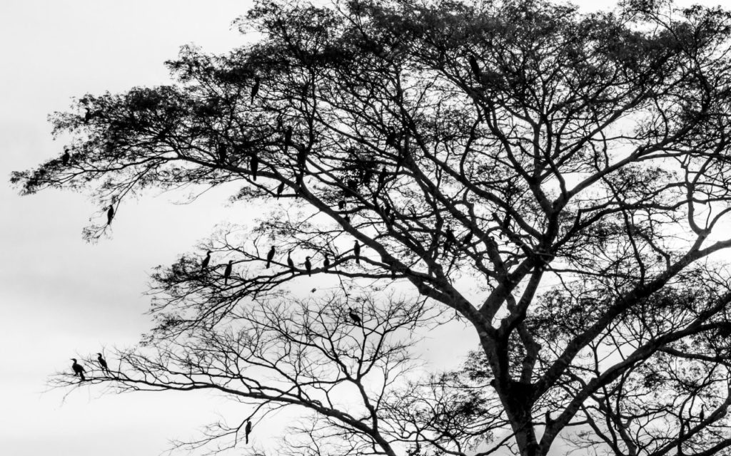 Bird tree