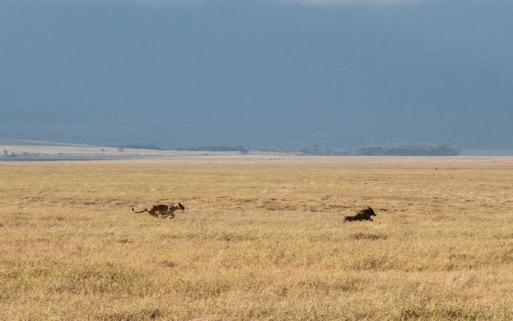 Ngorongoro - Africa