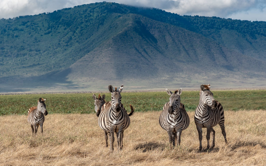 Ngorongoro - Africa
