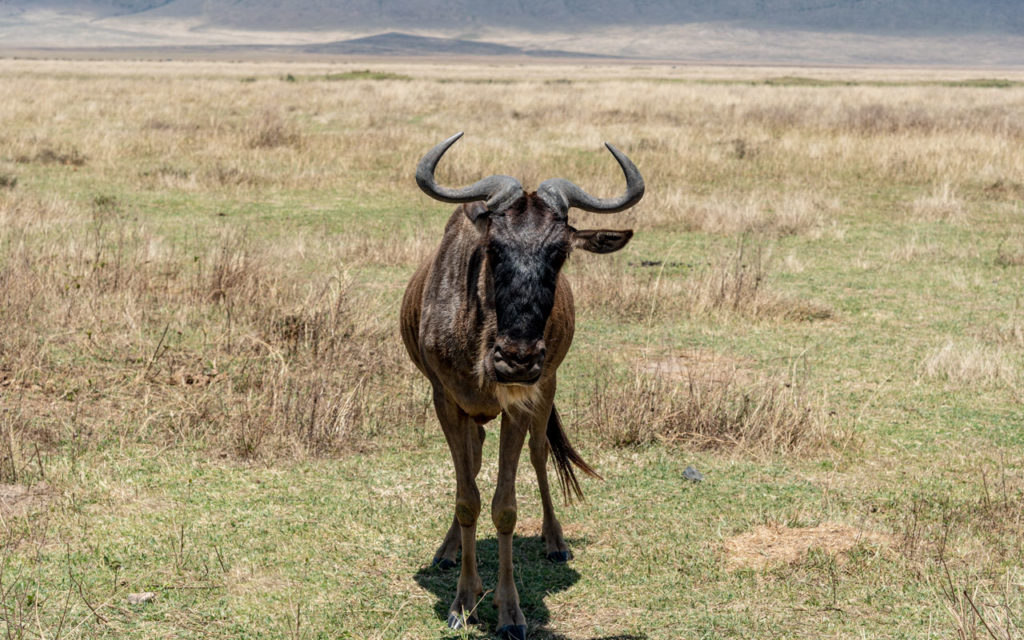 Ngorongoro; Africa
